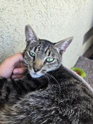 Reunited Male Cat last seen Don Julio, North Highlands, CA 95660