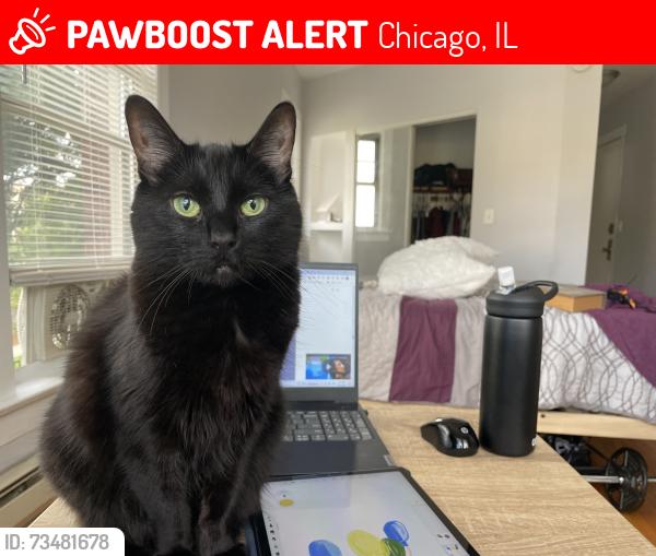 Lost Female Cat last seen Argyle, Sheridan, Marine Drive, Lake Shore area, Chicago, IL 60640
