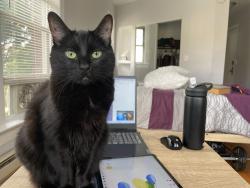 Lost Female Cat last seen Argyle, Sheridan, Marine Drive, Lake Shore area, Chicago, IL 60640