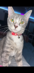 Lost Female Cat last seen Woodland Dr, Ridgefield Acres, Wise, VA 24293