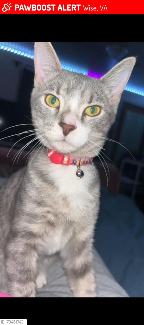 Lost Female Cat last seen Woodland Dr, Ridgefield Acres, Wise, VA 24293
