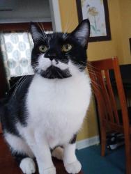 Reunited Female Cat last seen Vietnam veterans park kannapolis, Kannapolis, NC 28082