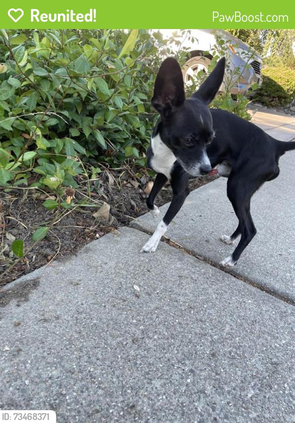 Reunited Male Dog last seen Alexander/MeadowLakeDr, Stockton, CA 95207