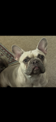 Reunited Female Dog last seen Symphony lane, Hughson, CA 95326