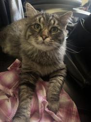 Lost Male Cat last seen petco, walmart, Spanish Fork, UT 84660