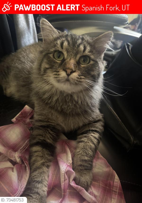 Lost Male Cat last seen petco, walmart, Spanish Fork, UT 84660