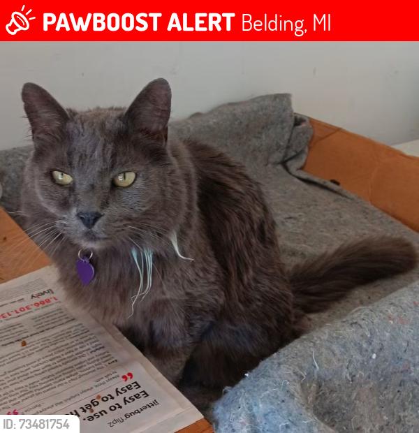 Lost Male Cat last seen Orchard and 5th st, Belding, MI 48809