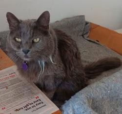Lost Male Cat last seen Orchard and 5th st, Belding, MI 48809