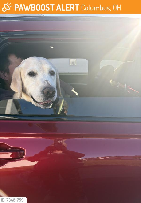 Found/Stray Unknown Dog last seen Polaris target, Columbus, OH 43240