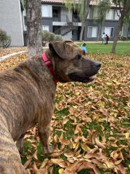 Reunited Male Dog last seen In between Dobson Road and Alma school Road and Longhorn, Mesa, AZ 85201