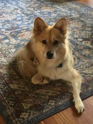 Reunited Female Dog last seen Oakland, Rhododendron, up from Lake Tomahawk, Black Mountain, NC 28711