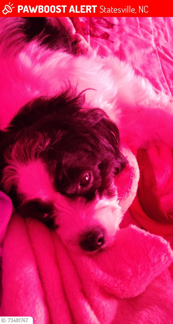Lost Male Dog last seen Near Harris rd fort mill, Statesville, NC 28677