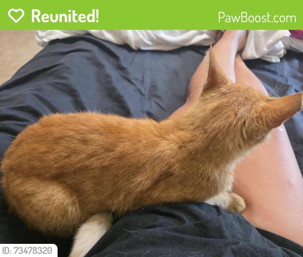 Reunited Male Cat last seen Pine Cove Neighborhood Rockledge, Rockledge, FL 32955