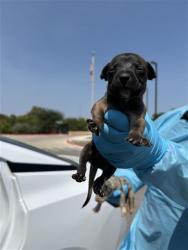 Shelter Stray Female Dog last seen , 4710 TX-151, San Antonio, TX 78227, USA