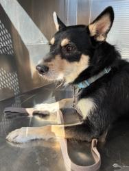 Shelter Stray Male Dog last seen N 21ST AVE AND W MARYLAND AVE, 2500 S 27th Ave, Phoenix, AZ 85009, USA