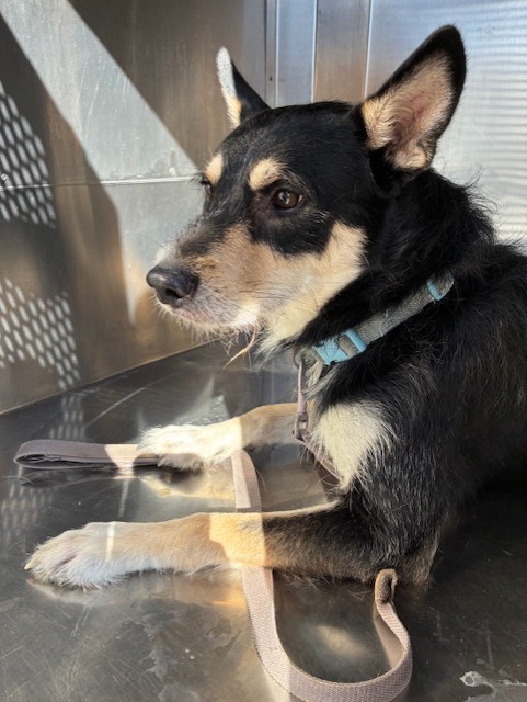 Shelter Stray Male Dog last seen N 21ST AVE AND W MARYLAND AVE, 2500 S 27th Ave, Phoenix, AZ 85009, USA