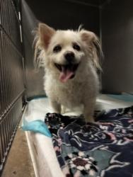 Shelter Stray Male Dog last seen , West Valley Animal Shelter, 20655 Plummer St, Chatsworth, CA 91311, USA