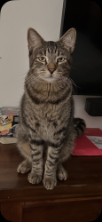 Lost Male Cat last seen Dover st, Oxnard, CA 93036
