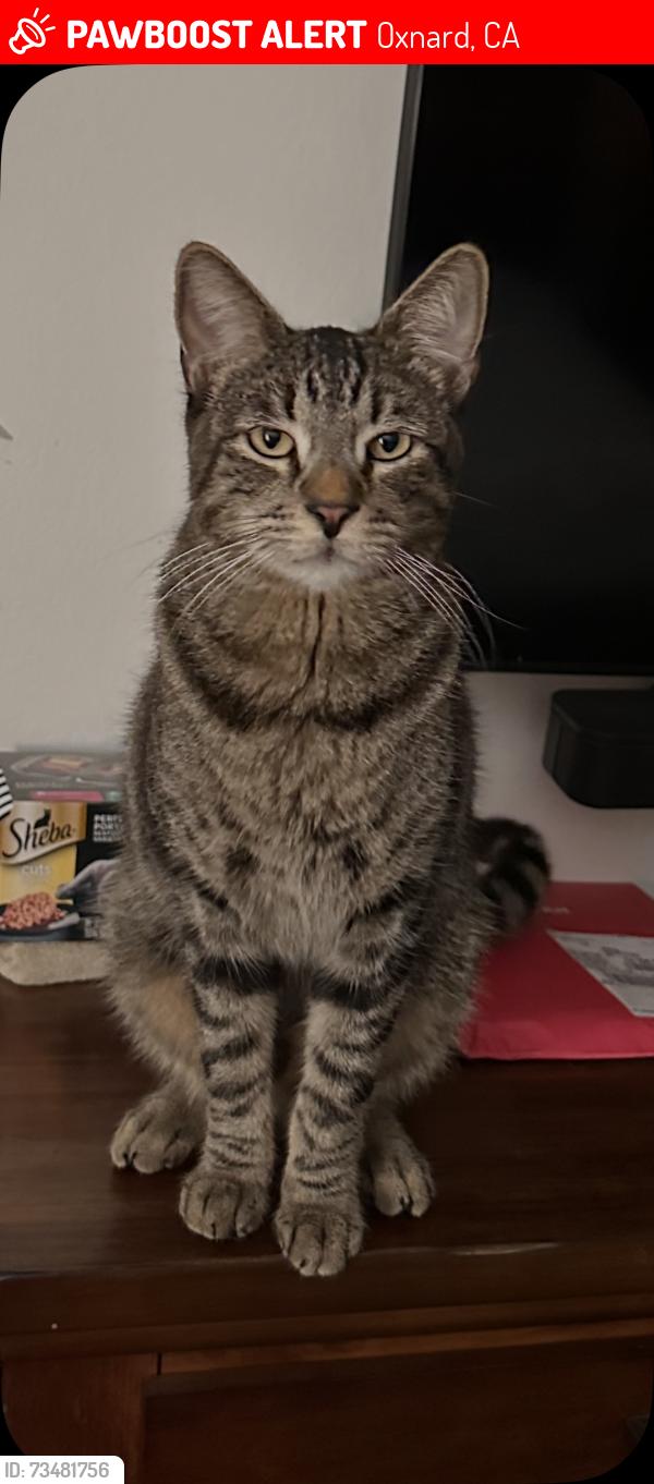 Lost Male Cat last seen Dover st, Oxnard, CA 93036