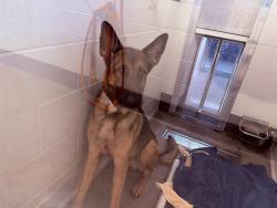 Shelter Stray Male Dog last seen MCLINTOK/US-60, 5501 E Van Buren St, Phoenix, AZ 85008, USA
