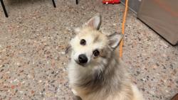 Shelter Stray Male Dog last seen HARVARD ST AND 24TH ST, 5501 E Van Buren St, Phoenix, AZ 85008, USA
