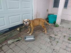 Shelter Stray Male Dog last seen Near BLOCK NW 19 AV, POMPANO BEACH FL 33069, 2400 SW 42nd St, Fort Lauderdale, FL 33312, USA