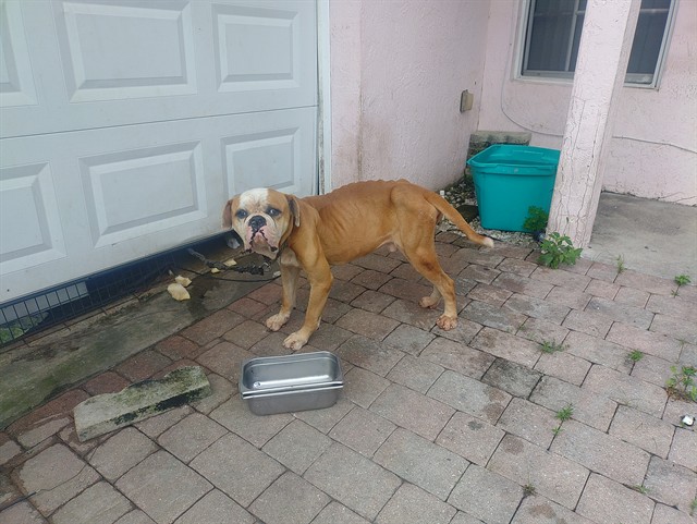 Shelter Stray Male Dog last seen Near BLOCK NW 19 AV, POMPANO BEACH FL 33069, 2400 SW 42nd St, Fort Lauderdale, FL 33312, USA