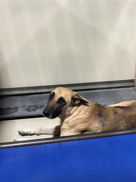 Shelter Stray Female Dog last seen Near BLOCK WASHINGTON ST, BAKERSFIELD CA 93307, 3951 Fruitvale Ave, Bakersfield, CA 93308, USA