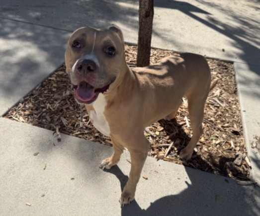 Shelter Stray Female Dog last seen , 957 N Gaffey St, San Pedro, CA 90731, USA