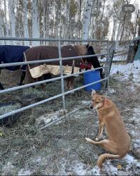 Lost Female Dog last seen Scripps Poway parkway, off the 67, Poway, CA 92064