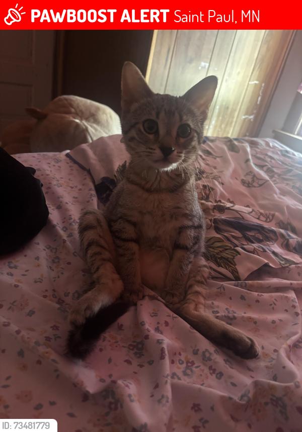 Lost Female Cat last seen Near, Saint Paul, MN 55116