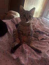 Lost Female Cat last seen Near, Saint Paul, MN 55116