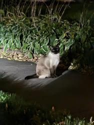 Found/Stray Unknown Cat last seen Near 42nd and Beard Ave, a few streets over from Sanborn Park, Robbinsdale, MN 55422