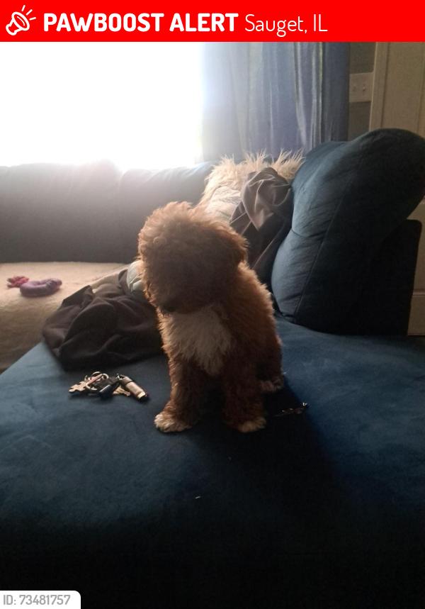 Lost Female Dog last seen Brown and white for two weeks gained hurricane, Sauget, IL 62206