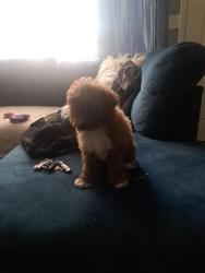 Lost Female Dog last seen Brown and white for two weeks gained hurricane, Sauget, IL 62206