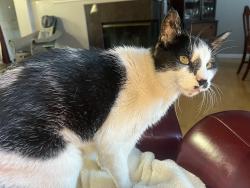Reunited Male Cat last seen Middle Rincon & Winding Creek Ave, Santa Rosa, CA 95409