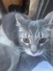 Found/Stray Female Cat last seen Near Ramsey Park, Austin, TX 78756
