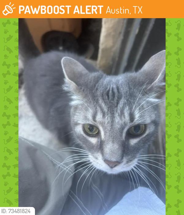 Found/Stray Female Cat last seen Near Ramsey Park, Austin, TX 78756