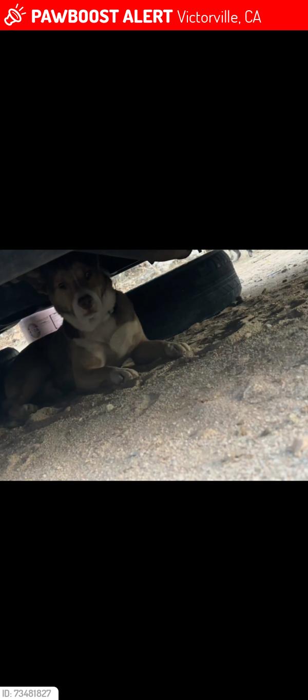 Lost Male Dog last seen Condor/ tawney ridge, Victorville, CA 92394