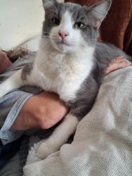 Lost Male Cat last seen 9th and keating, Muskegon Heights, MI 49444