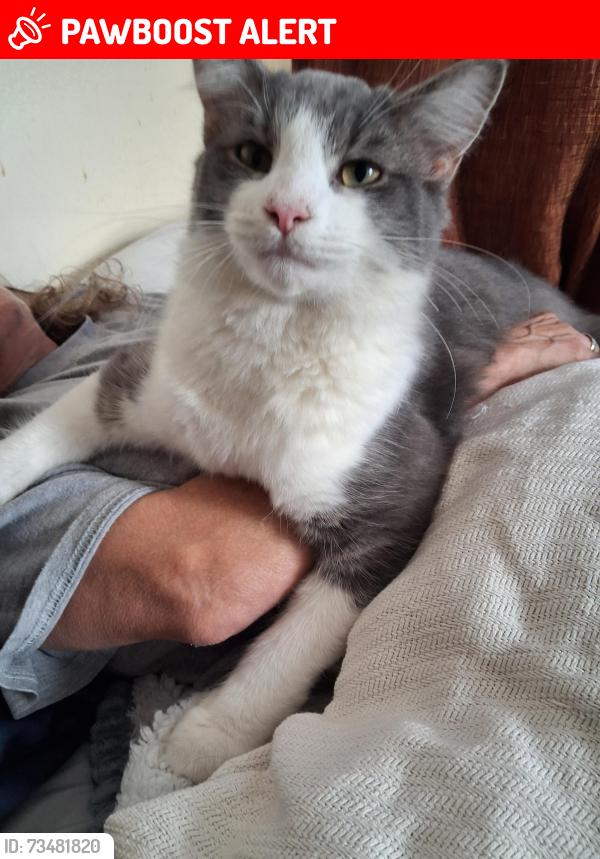 Lost Male Cat last seen 9th and keating, Muskegon Heights, MI 49444
