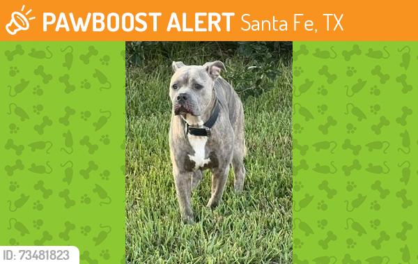 Found/Stray Male Dog last seen Ave B and Jay Road Santa Fe, TX, Santa Fe, TX 77510