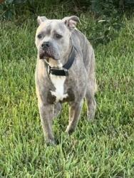 Found/Stray Male Dog last seen Ave B and Jay Road Santa Fe, TX, Santa Fe, TX 77510
