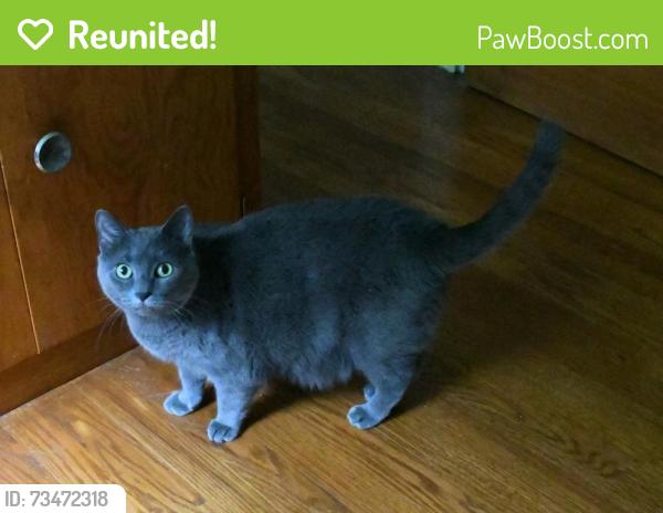 Reunited Female Cat last seen Calverton Dr & 40th Ave, University Park, MD 20782