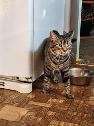 Reunited Male Cat last seen Sheppard Branch Road, Buncombe County, NC 28787