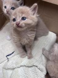 Shelter Stray Male Cat last seen Highway 101, New Bern, NC, 1639 Old Airport Rd, New Bern, NC 28562, USA