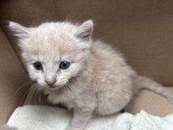 Shelter Stray Male Cat last seen Highway 101, New Bern, NC, 1639 Old Airport Rd, New Bern, NC 28562, USA