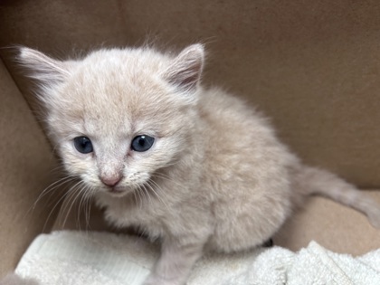 Shelter Stray Male Cat last seen Highway 101, New Bern, NC, 1639 Old Airport Rd, New Bern, NC 28562, USA