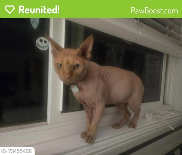 Reunited Male Cat last seen El Camino Park, Orange, CA 92868