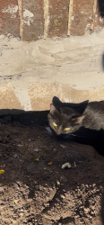 Found/Stray Unknown Cat last seen Dayton ave and arundel st, Saint Paul, MN 55104